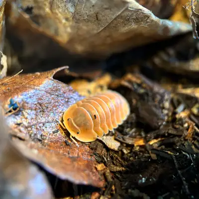 Cubaris sp. “Crabby” Isopods, View more