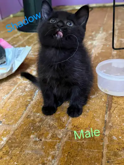 kittens need to find there forever homes, View more