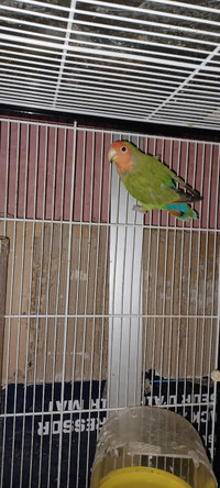 2 lovebirds with a cage 