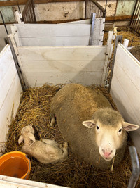 Ewes - lamb pairs 