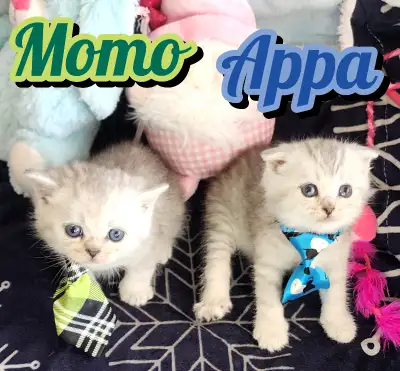 Scottish Fold/ Straight Shorthair looking for new home!, View more