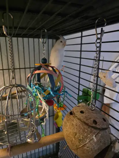 Bonded pair of Cockatiels, View more