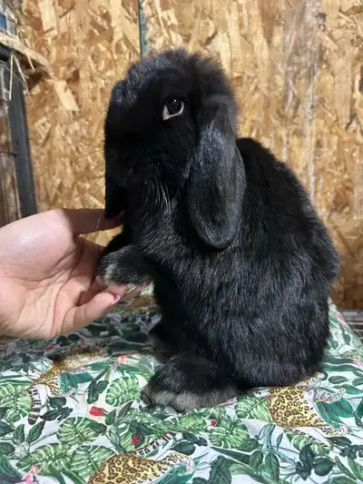 holland lop female , View more