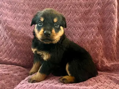 Gorgeous Rottweiler Puppies, View more