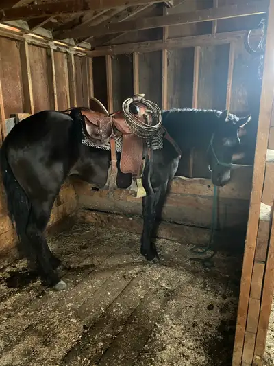 10 year old Registered Azteca Mare, View more