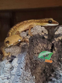 Gecko aux yeux de chat mâle/Malaysian cat eyed gecko