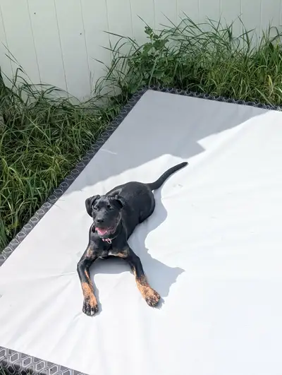 Cane Corso Mastiff Mix Rottweiler Female Puppy Re-home URGENT!!!, View more