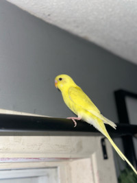 Male 11 week old tamed baby bright yellow budgie 