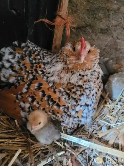 Bantam chicks for sale., View more