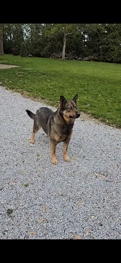 I am looking for a new home for my dog. I dont know for sure what breed it is but it looks like a Ke...