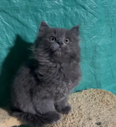 3 Beautiful Grey Long Hair Female Kittens, View more