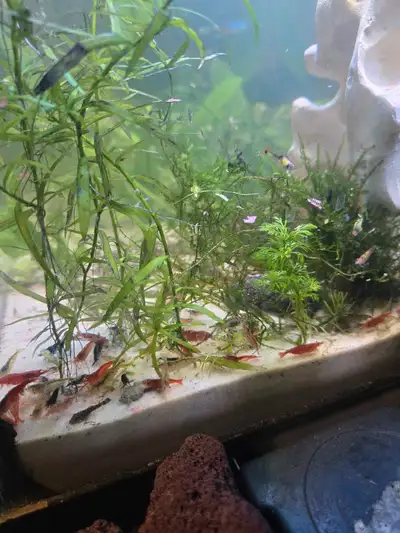 I am selling a vibrant assortment of live aquarium shrimp, perfect for adding colour and life to you...