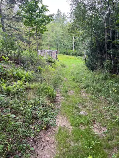 Mostly regenerative hardwood from 30 year old harvest. Quiet road with all services available. 10 mi...