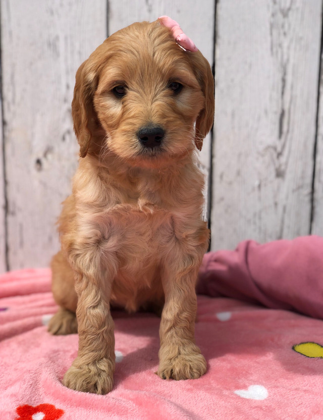 F1B Goldendoodle  in Dogs & Puppies for Rehoming in Edmonton - Image 2