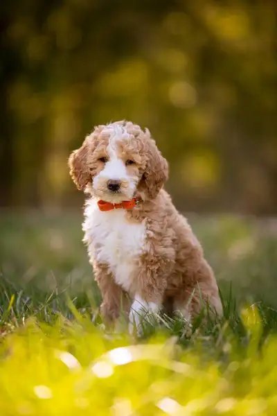 F1B small Bernedoodle puppies , View more