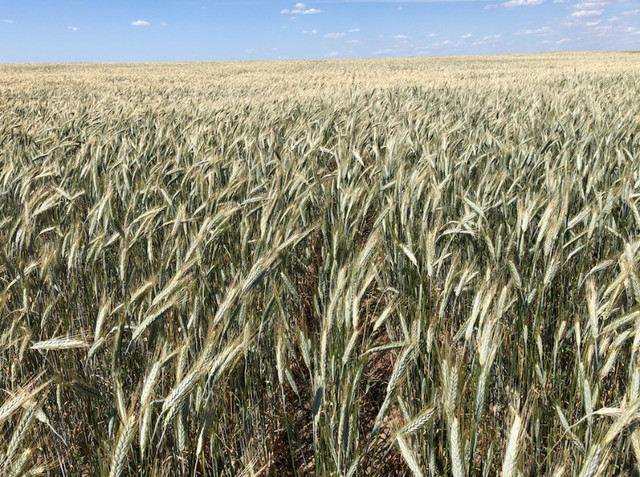 Sunray - Cert Spring Triticale in Other in Swift Current - Image 2