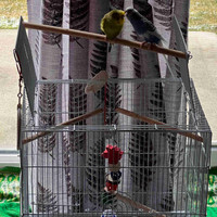 2 Budgies for rehoming