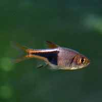 Harloquin Rasbora