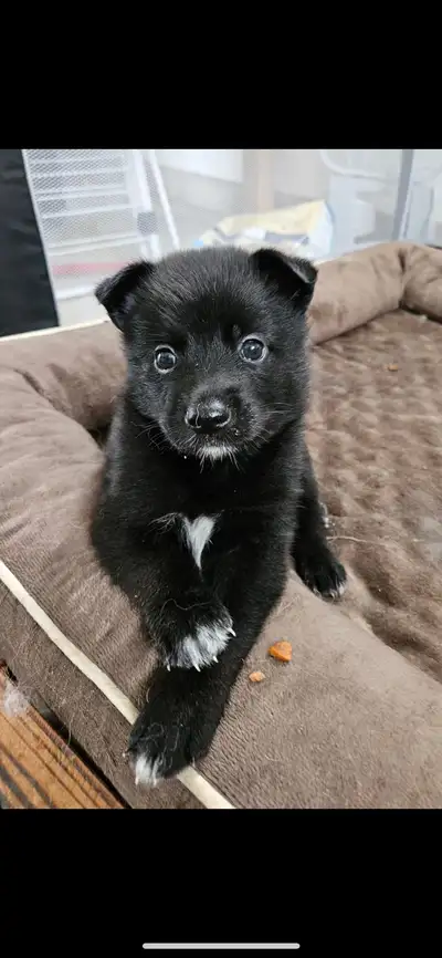 Puppies for sale, View more