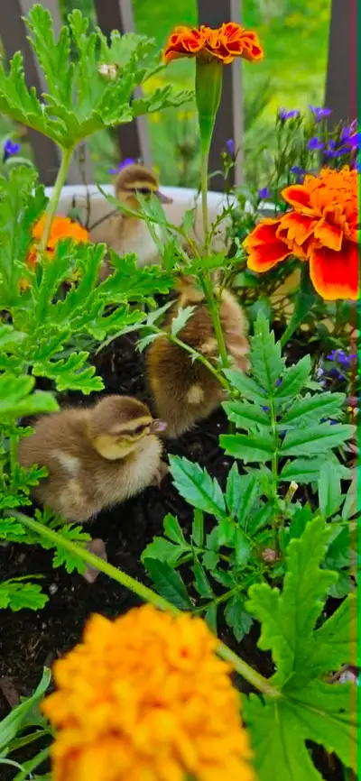 Our adorable nutmeg Call ducks, Jimmy and Bridget, have been busy and we are currently awaiting thei...