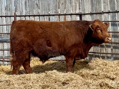 Purebred Red Simmental bull, View more