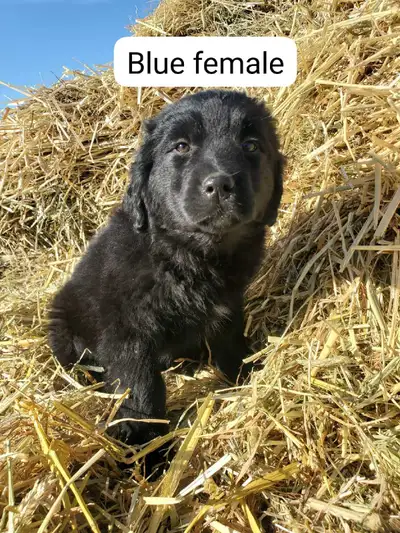 Golden retriever mixed puppies, View more