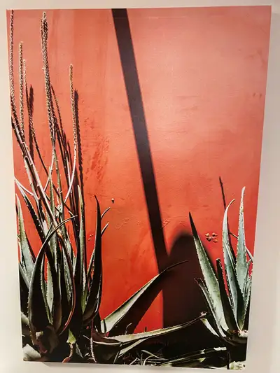 Cactus bright colour painting Length- 34 inches Width- 24 inches