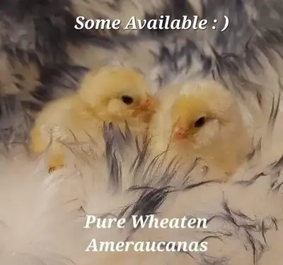 Beautiful, Healthy, Purebred Chicks! Day-old. Small hatch of: Wheaten/Blue Wheaten/Splash Wheaten Am...
