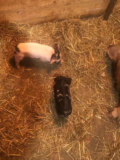 Female Kunekune piglets , View more