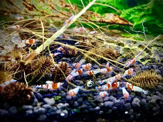 Caridina Pinto Shrimp ( Crystal Red Shrimp x Red Zebra Pinto) in Fish for Rehoming in Oakville / Halton Region - Image 5