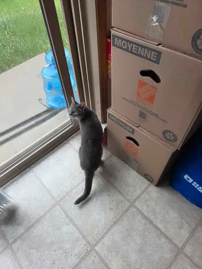 looking for a cat friendly 2 to 3 bedroom apartment or Hause.