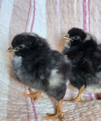 Barred Plymouth Rock Chicks 