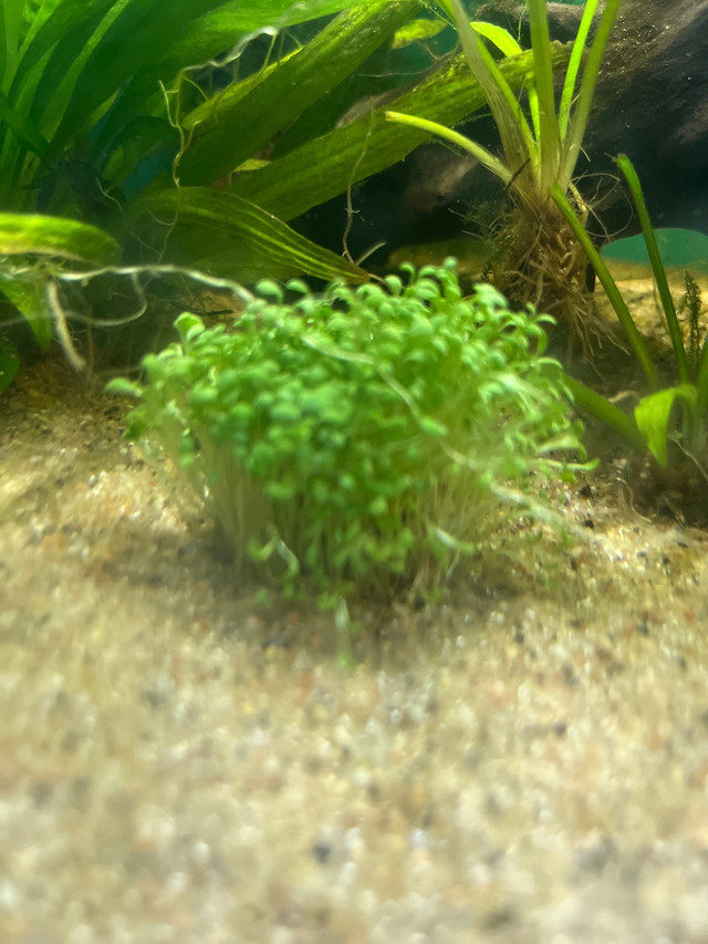 Aquarium carpet plant!  in Fish for Rehoming in La Ronge - Image 3