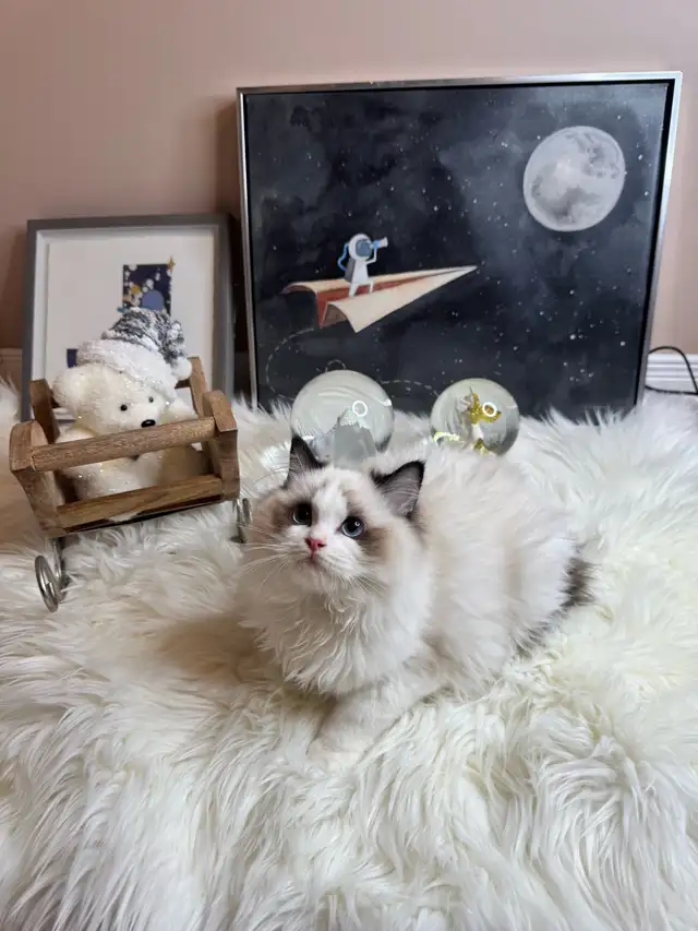 purebred ragdoll boy