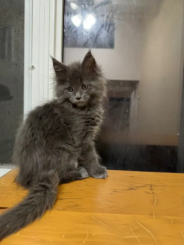Maine coon babies in Cats & Kittens for Rehoming in Moncton - Image 2