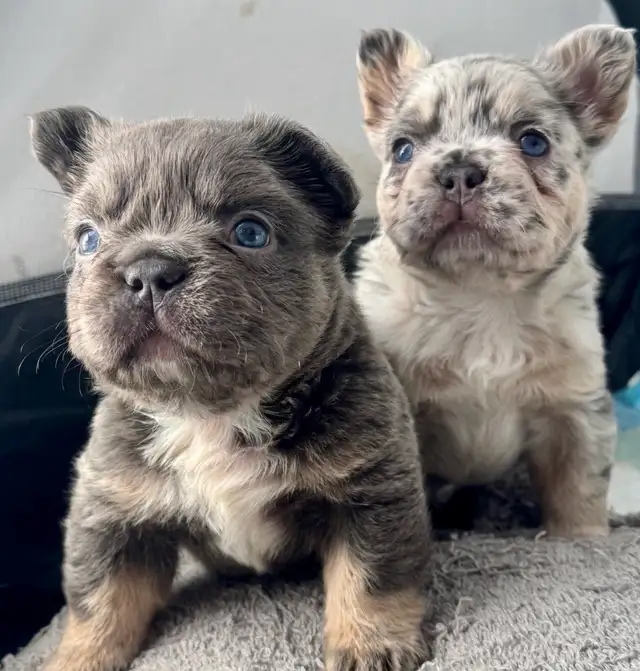 Frenchie Puppies For Sale in Dogs & Puppies for Rehoming in City of Toronto - Image 13