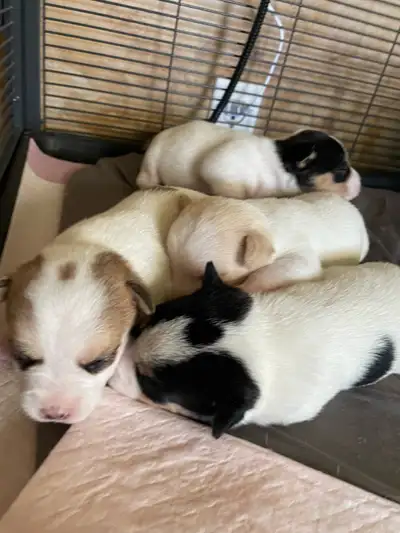 Jack/chi puppies, View more