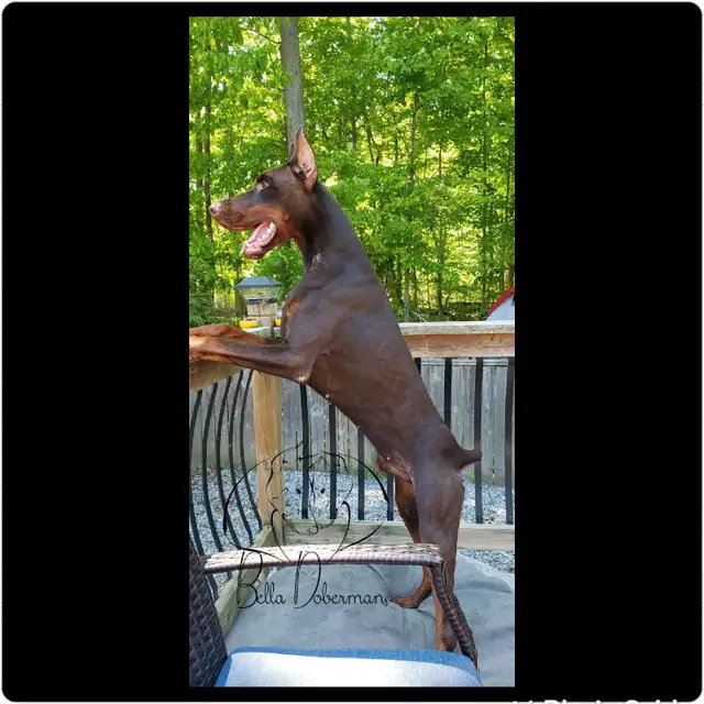 European Doberman Puppies. in Dogs & Puppies for Rehoming in Hamilton - Image 7