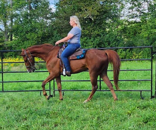 6 year old Dutch harness gelding 16hh Horses & Ponies for Rehoming