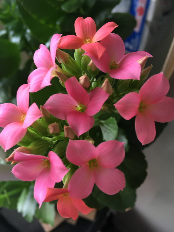 Kalanchoe Cute Pink Flowering 4 month Plant Rooted $5 in Other in Markham / York Region