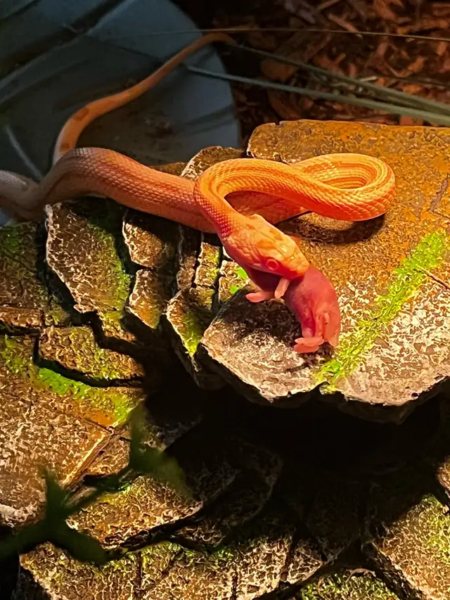Butter Motley/Stripe Corn Snake in Other in Saskatoon - Image 4