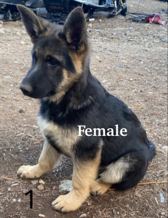 German Shepherd Puppies  in Dogs & Puppies for Rehoming in Whitehorse - Image 2