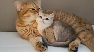 British Shorthair Golden Chinchilla kittens for sale, View more