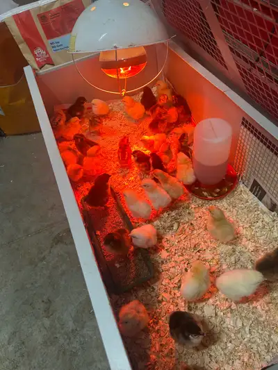 Purebred chicks for sale. Selling as straight run breeds are in pictures. All these chicks are healt...
