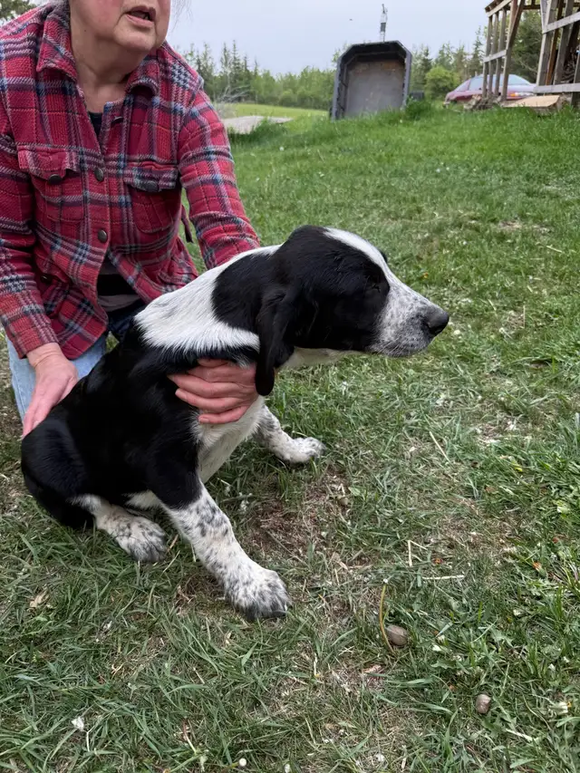 Puppies for rehoming in Dogs & Puppies for Rehoming in Edmonton - Image 6
