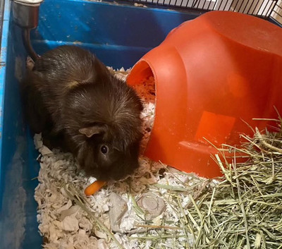 Guine Pig for Rehoming 