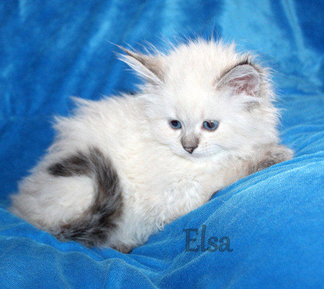 Beautiful 100% Pure Siberian Kittens in Cats & Kittens for Rehoming in Winnipeg - Image 3