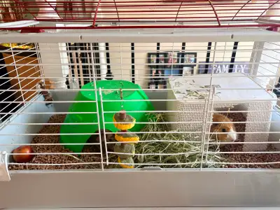 2 Cochons d’Indes mâles à vendre, View more
