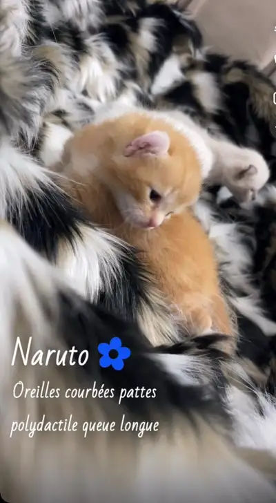 HIGHLAND LYNX HAUTE QUALITÉ, View more