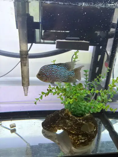 Flower horn fish with tank, View more